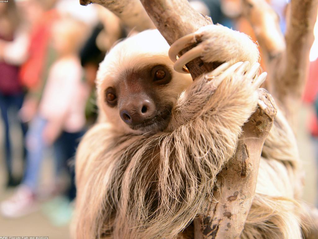 ផលប៉ះពាល់នៃព្រឹត្តិការណ៍ស្លុត