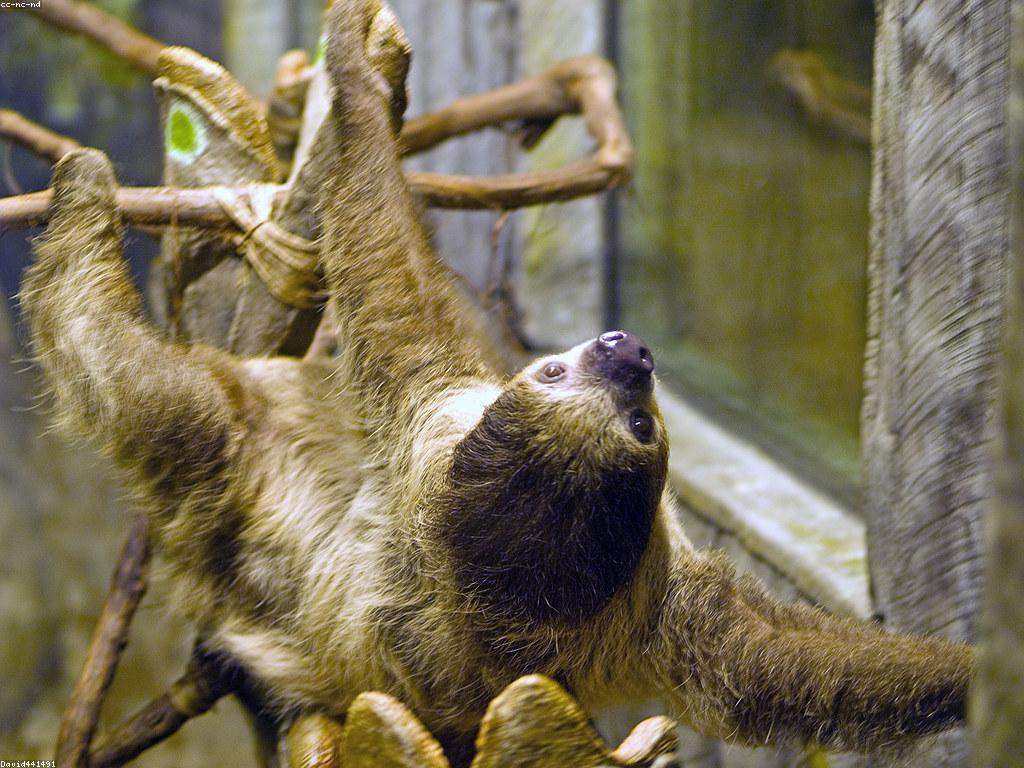 ការណែនាំអំពីស្លុត: ការពិភាក្សាអំពីអភិវឌ្ឍន៍និងការពារស្លុត