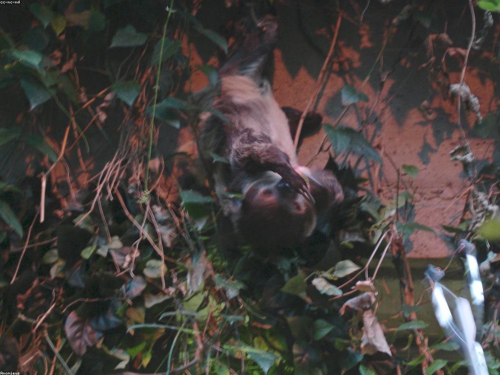 ការណែនាំអំពីស្លុត: ការពិភាក្សាអំពីអភិវឌ្ឍន៍និងការពារស្លុត