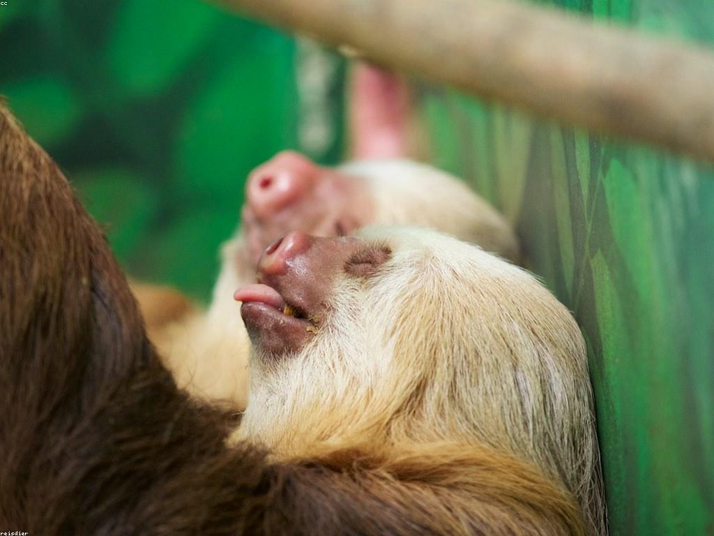 ការណែនាំអំពីប្រព័ន្ធអេកូឡូស៊ីស្លុត